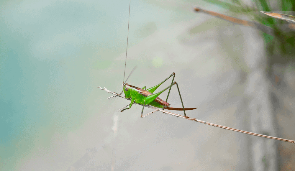 A beautiful grasshopper