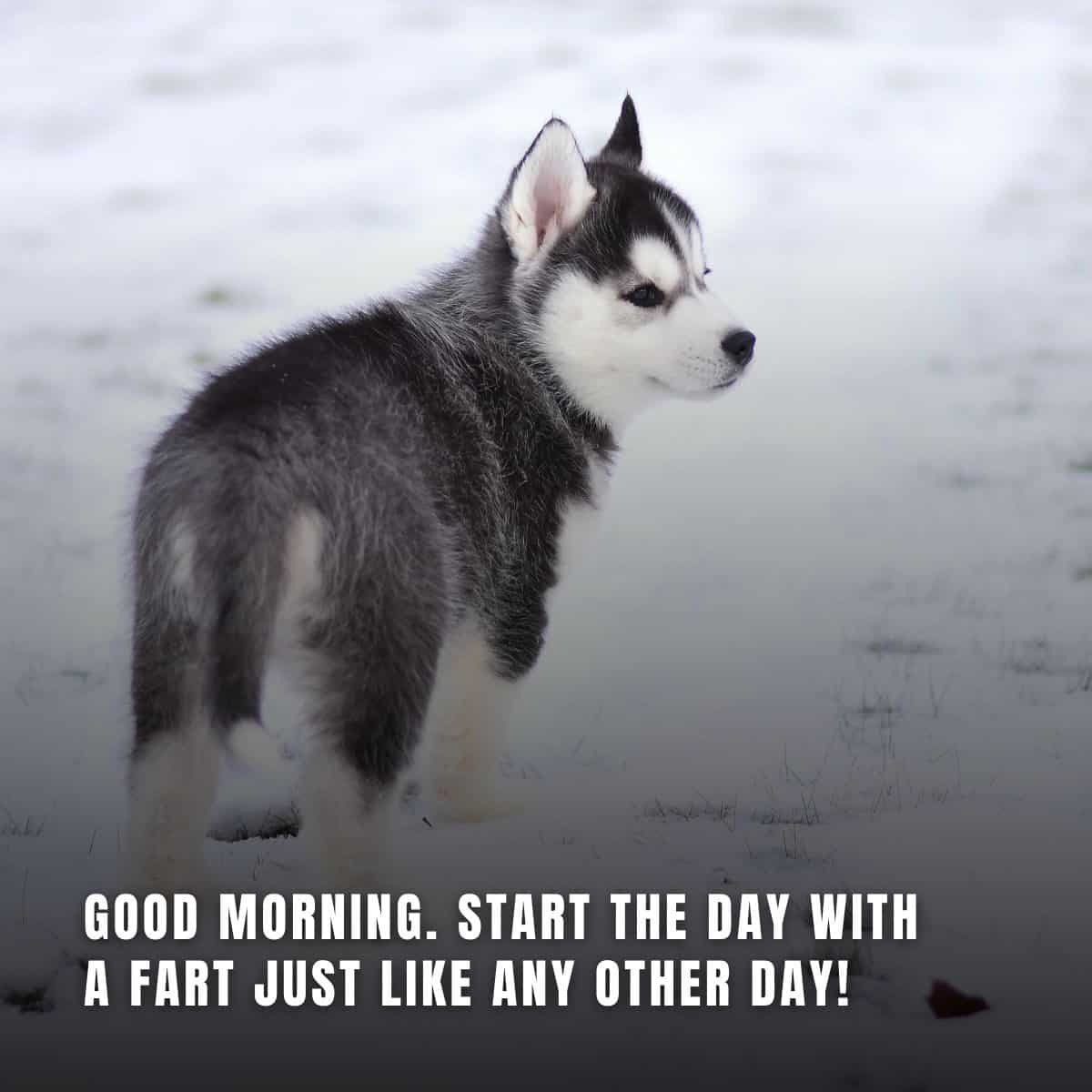 Good Morning. Start The Day With A Fart Just Like Any Other Day