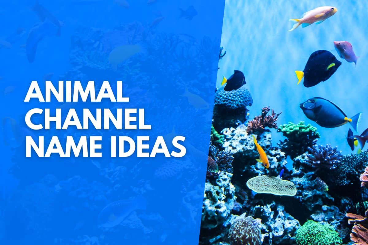 Animal Channel Name Ideas
